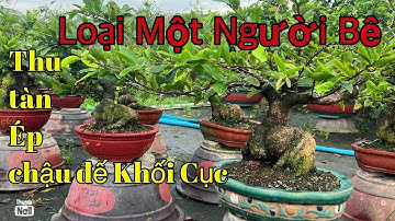 23-11 gốc nhớt rút cốt thể loại một người bê 0766765975