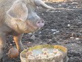 Vermont Whey Pigs 2