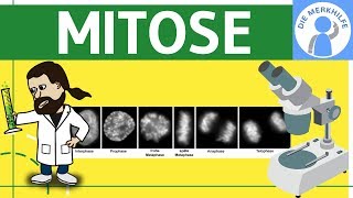 Mitose einfach erklärt - Zellteilung 1 - Zellzyklus, Ablauf, Phasen & Zusammenfassung - Genetik