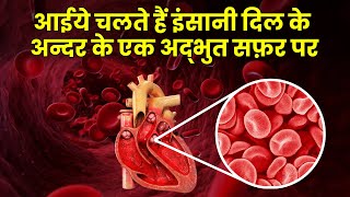 इन्सान के अन्दर झाँककर देखिये दिल कैसे काम करता है Heart Documentary Hindi(Blood circulatory system)