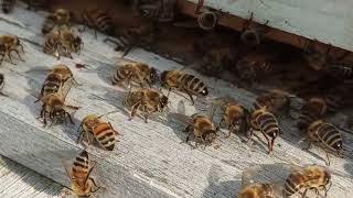 Bees Buzzing 🐝 | 1 Hour | Nature Sounds Profile