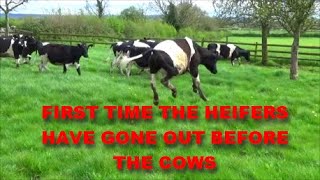 FIRST TIME THE HEIFERS HAVE GONE OUT BEFORE THE COWS