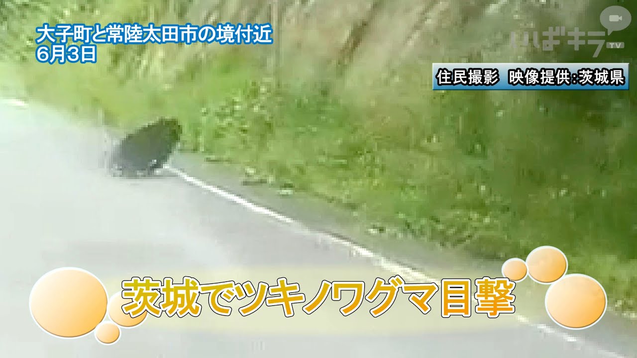 茨城でツキノワグマ目撃【いばキラニュースR7.6.4】 - YouTube