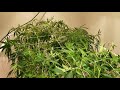 Grow Room Build & Garden Update - Time to flower the moms! Grow Room Build & Garden Update - Time to flower the moms!