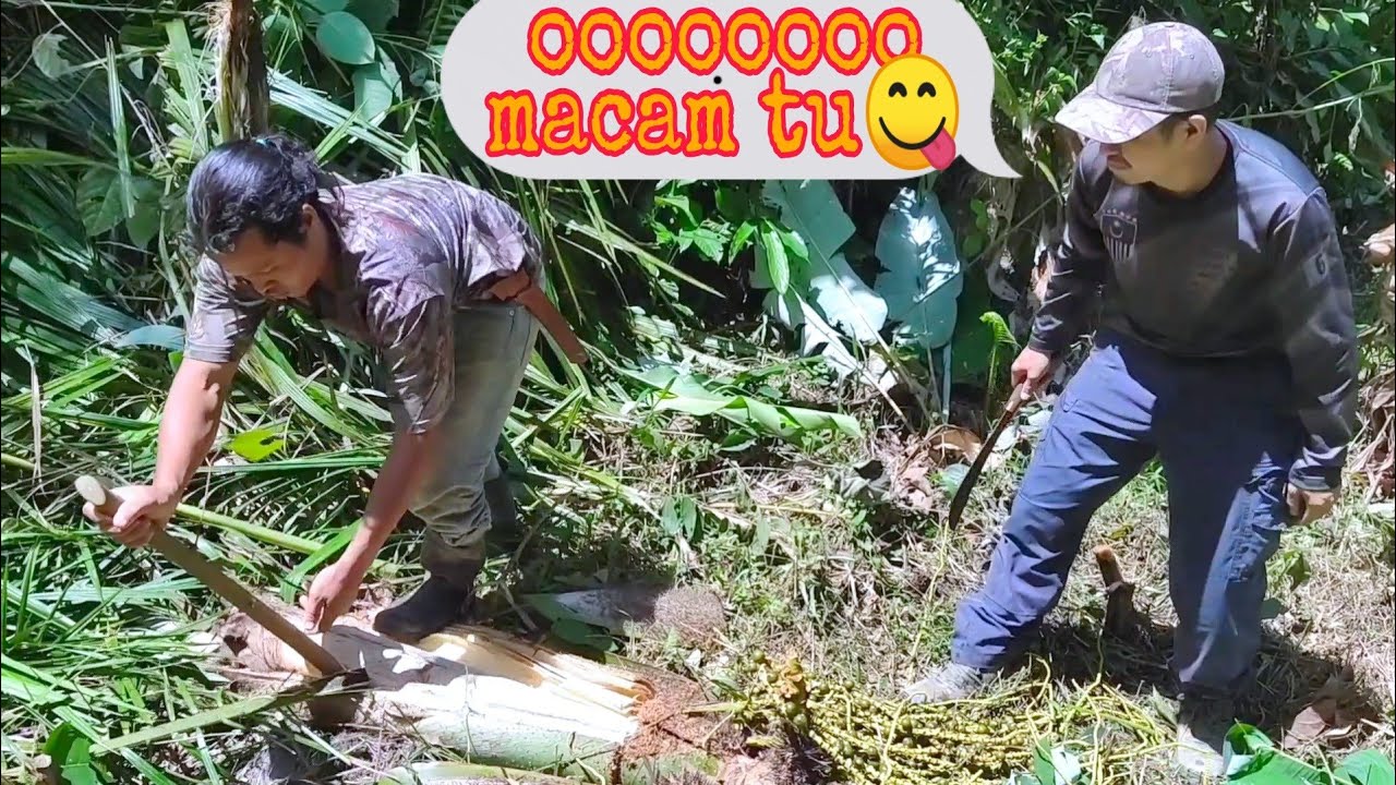 Pokok nibong/bayas 1001 kegunaan😍