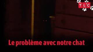 Quand les chats adoptent des habitudes étranges .. Un chat d'enfer #comportementalisme