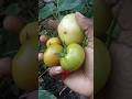 Fresh tomatoes 🌿🍅 harvest karte hue, birds ki sweet awaaz ke saath pure nature therapy