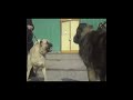 kangal vs Caucasian shepherd fight dangerous dog #shorts