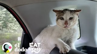 Este hombre es mordido varias veces para poder rescatar a un gato salvaje I Cat Crazy | El Dodo