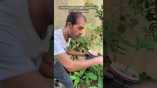 كيف نزرع الحبهان الهيل من البذور والشتلات والعناية والاكثار #shorts #زراعة #agriculture #cardamom