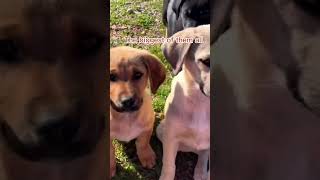 Good Bye Bella Im Sorry We Couldnt Protect You