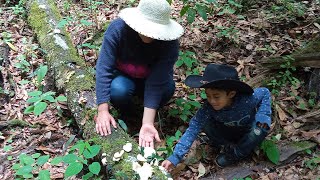 Empieza temporada de hongo le enseño a mi hijo como recolectarlos en el monte