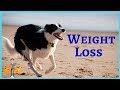 How to put your pet on a diet! The Ultimate Weight Loss Program