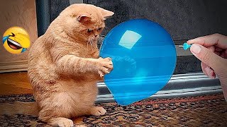 🐱 Funniest Cats and Dogs Videos 🤣🤣 Funny Cats Moments 2024 😸