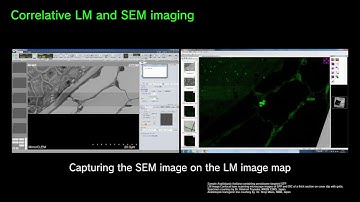 MirrorCLEM System for Correlative Light and Electron Microscopy
