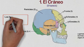 ¿Cuáles son los 5 huesos principales del cráneo?