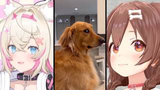 Dogs giving us the cutest side eye