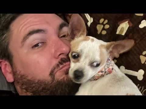 Video: Pertahanan Canine Pertempuran Menekankan Kepentingan Microchipping Pets Anda