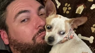 Importance of microchipping your pet