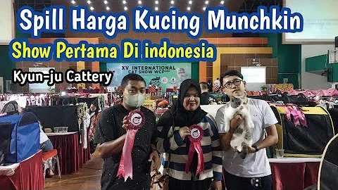 Video 6917181: kucing munchkin, mau cat, international cat