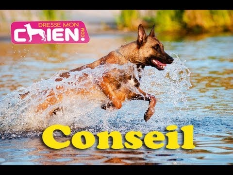 Vidéo: Comment apprendre à votre chien à ne pas avoir peur de l'eau