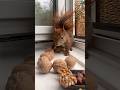 Picky Squirrel Knows His Nuts 🐿️🥜