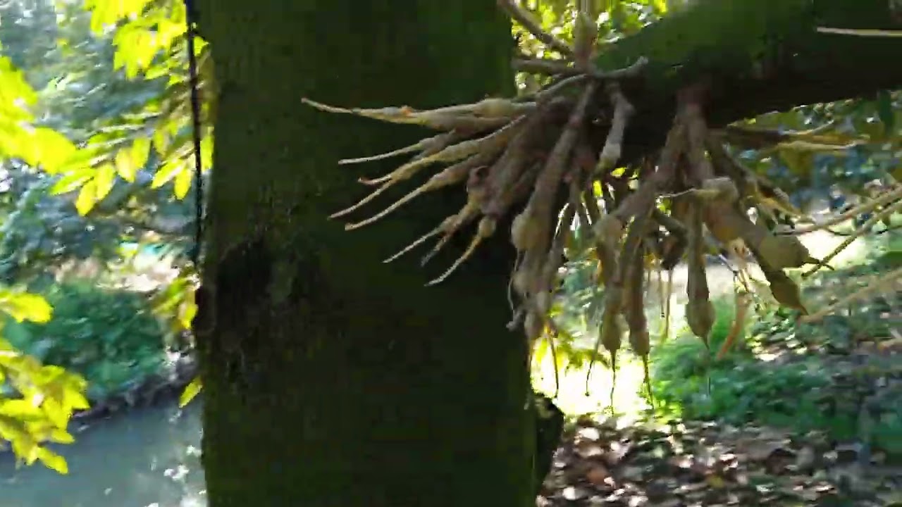 Phun ngừa cháy lá ri6 xổ nhụy vừa dứt 