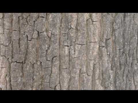 Видео: Как выглядит остролистный дуб?