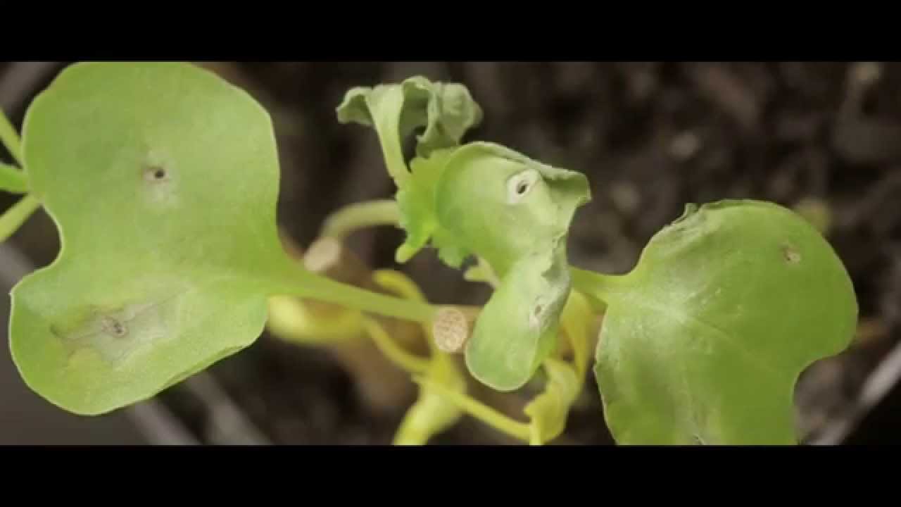 Blackleg Fungus Research