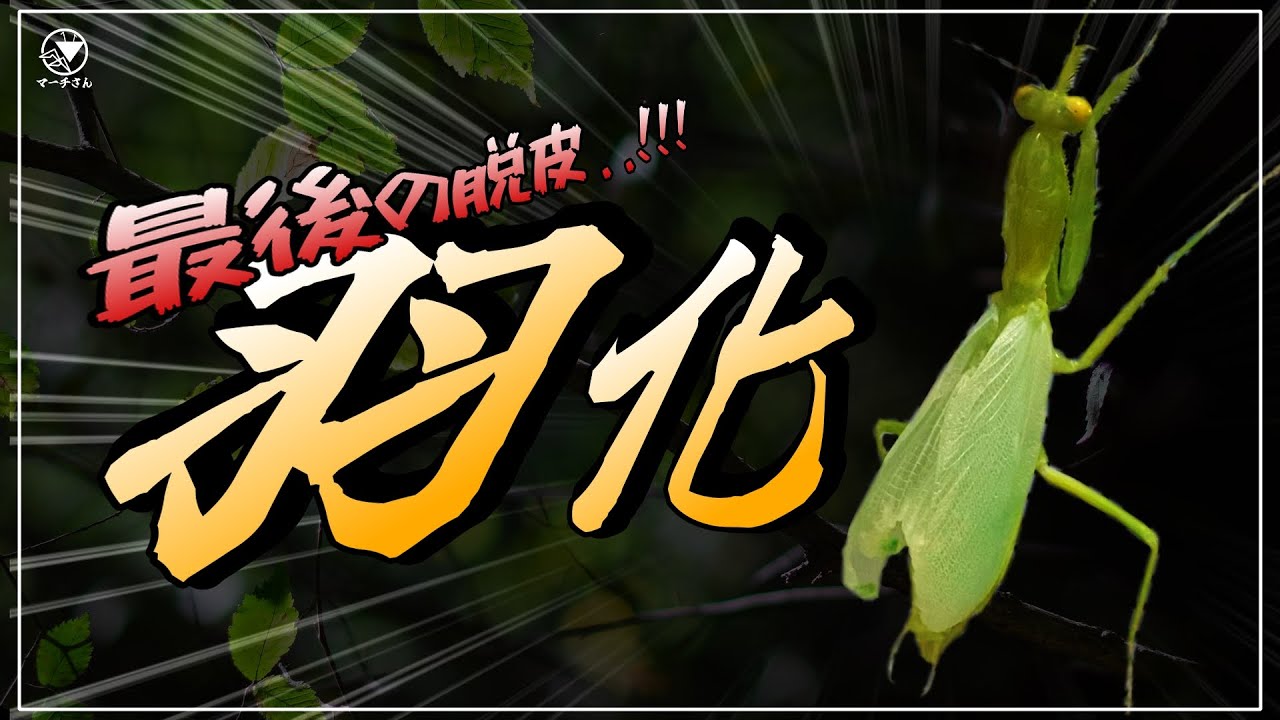 初心者必見！】カマキリ羽化の前兆～3選～ - YouTube