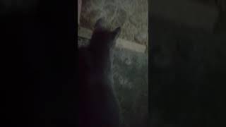 Mi gato y su ultimo casmiento de pericote