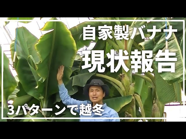 Banana] Two months after trying three different cold-hardy banana