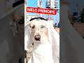 melo principe #shortsviral