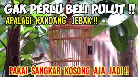 Ngeprank Burung Prenjak Pakai Sangkar Kosong#part2
