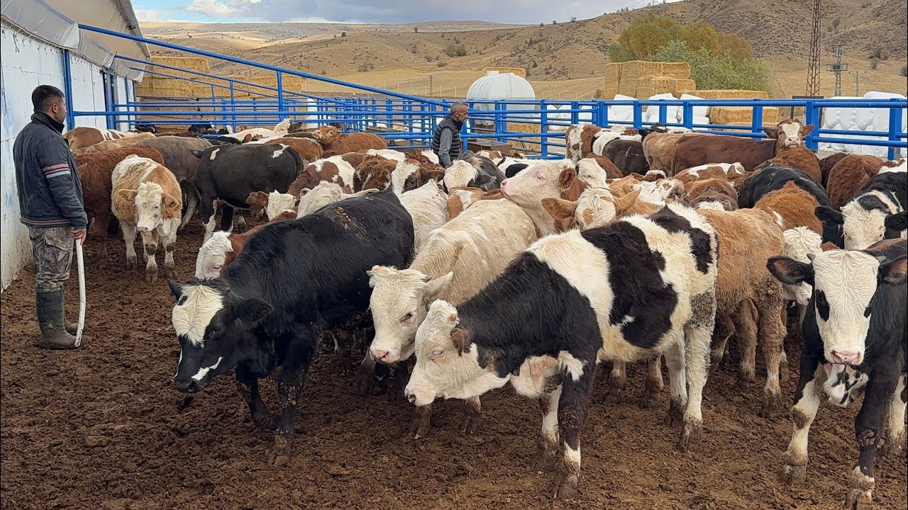ANKARAYA BESİ DANALARI