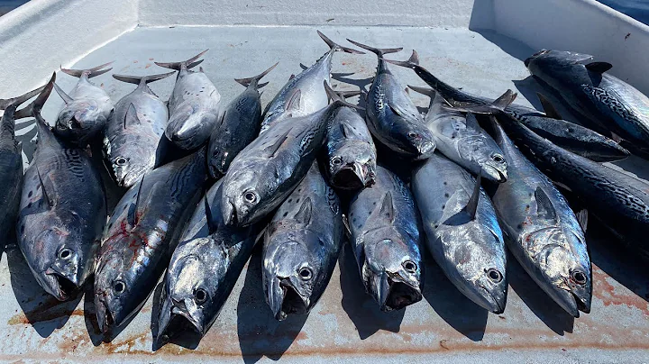 BOAT Full of TRASH Fish...Catch Clean Cook- Bonito...