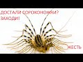 Как избавиться от ... СОРОКОНОЖЕК в доме / How to Get Rid of ... A Centipedes in a House