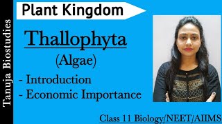 Plant Kingdom - Thallophyta (Algae) | Characteristics and Importance | Class 11 Biology /NEET /AIIMS