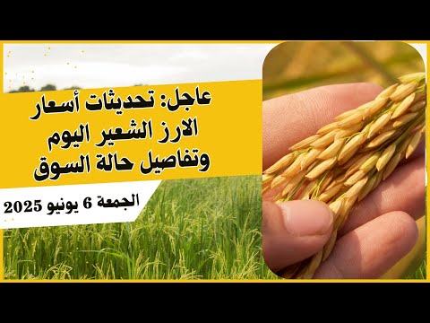 عاجل تحديثات أسعار الارز الشعير اليوم وتفاصيل حالة السوق الجمعة 6 يونيو 2025