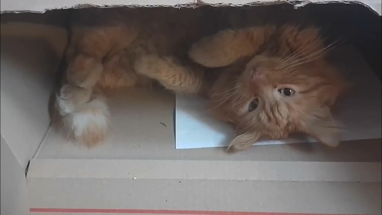 Котяча схованка. Всі коти люблять коробки. - YouTube