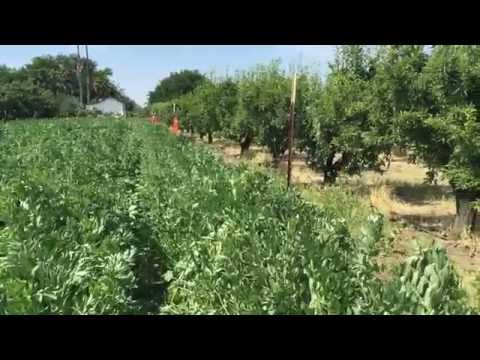 Beans Farm | Brentwood CA