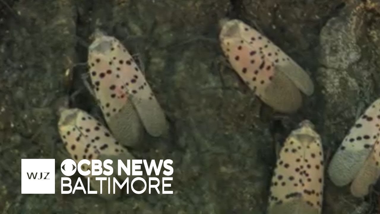 How is the invasive spotted lanternfly hurting Maryland's ecosystem?