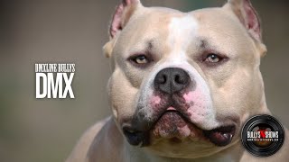 Dmxline Bullys Dmx - 22Months