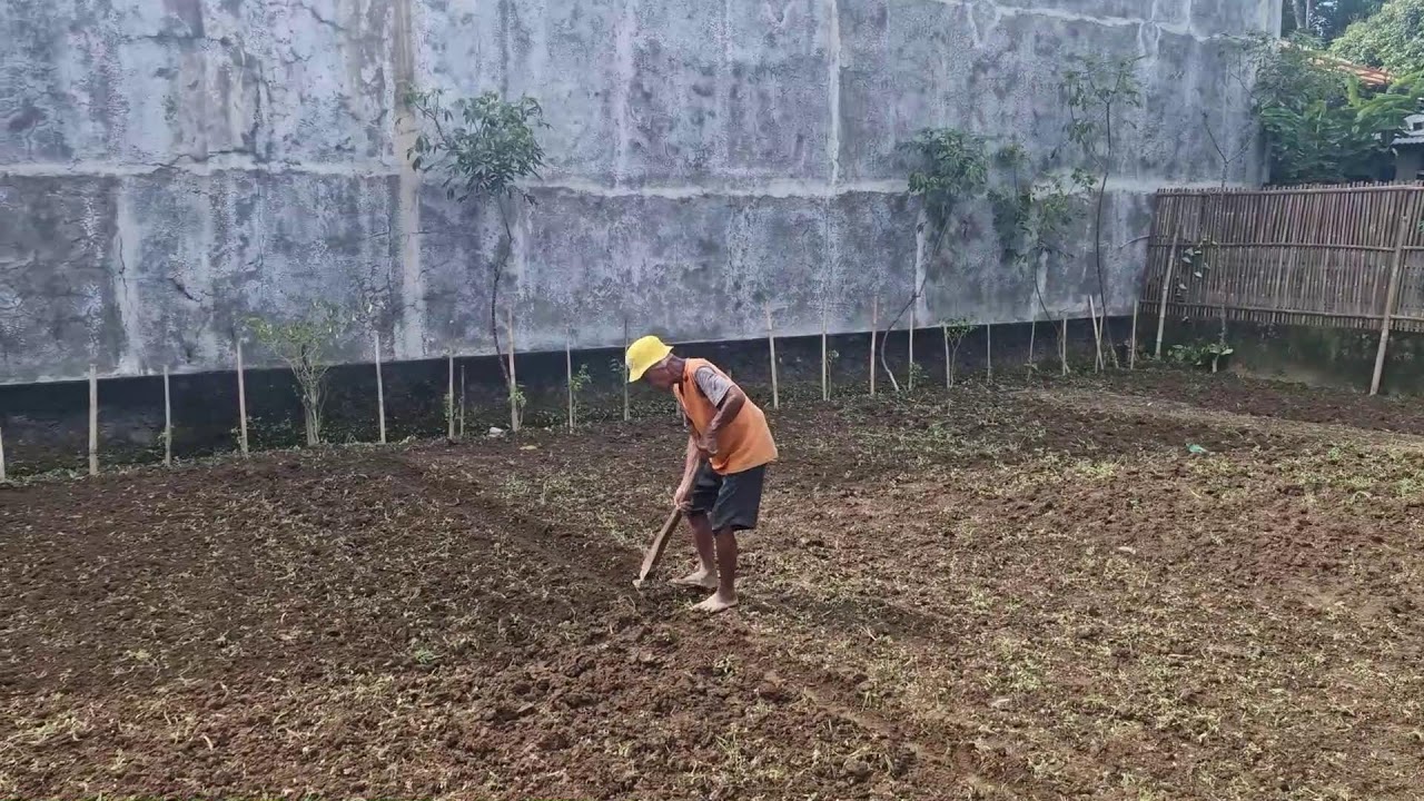 SIMPLE FARMING HACK: CREATING CORN SEEDBEDS THE TRADITIONAL WAY! - Agriculture Farming