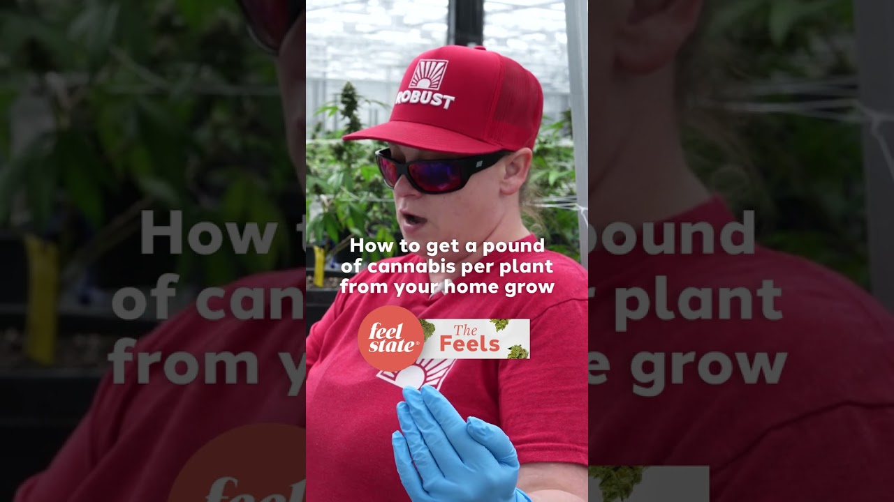 How to get a Pound of Cannabis per Plant from your Home Grow, Clip from The Feels S3E9 @ Robust Farm