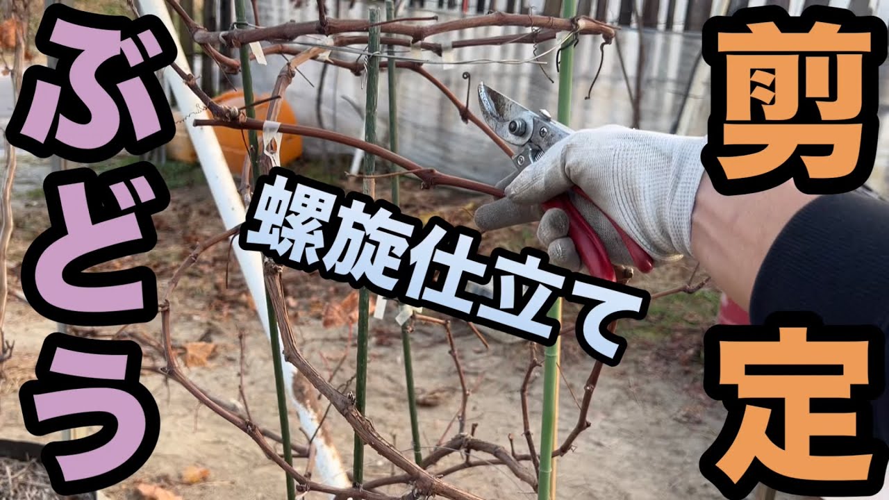 鉢植えぶどうの剪定(螺旋仕立て)〜簡単にできる初心者向けのぶどう栽培〜2023-12-29