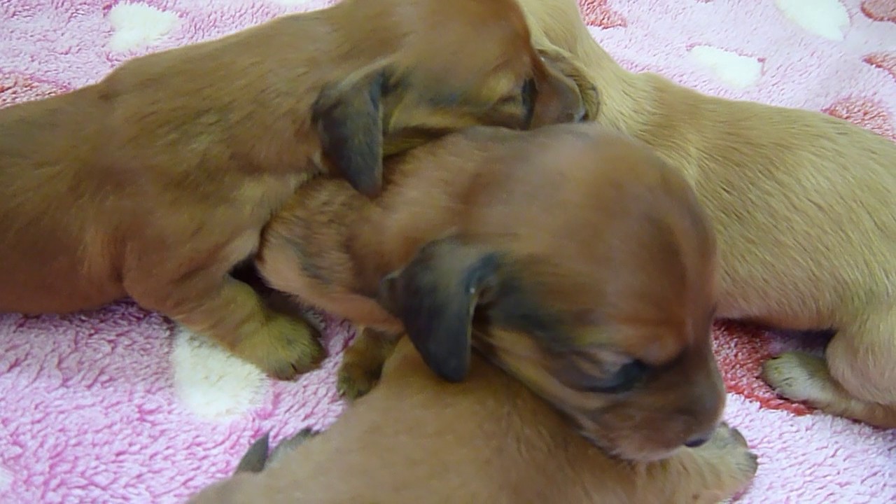 ヨーゼフ犬舎 4 11生まれ M ダックス Youtube