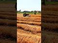Wheat Harvesting &amp; Thresher Process 🌾🚜 | Village Life#WheatHarvest #Thresher #Farming#HarvestSeason