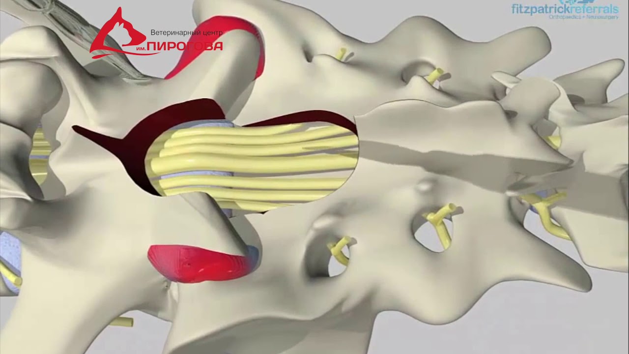 стеноз у собак