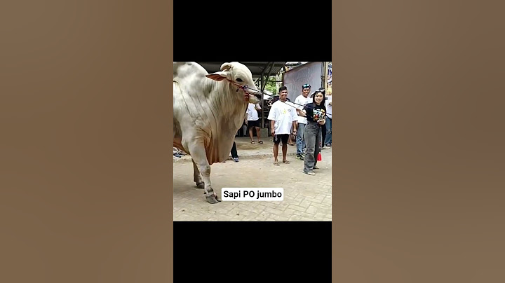 Sapi PO raksasa #sapi #cow #sapisuper #peternakgirsereng #kandangpetani